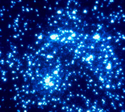 blue cosmos.jpg(44211 �޲�)